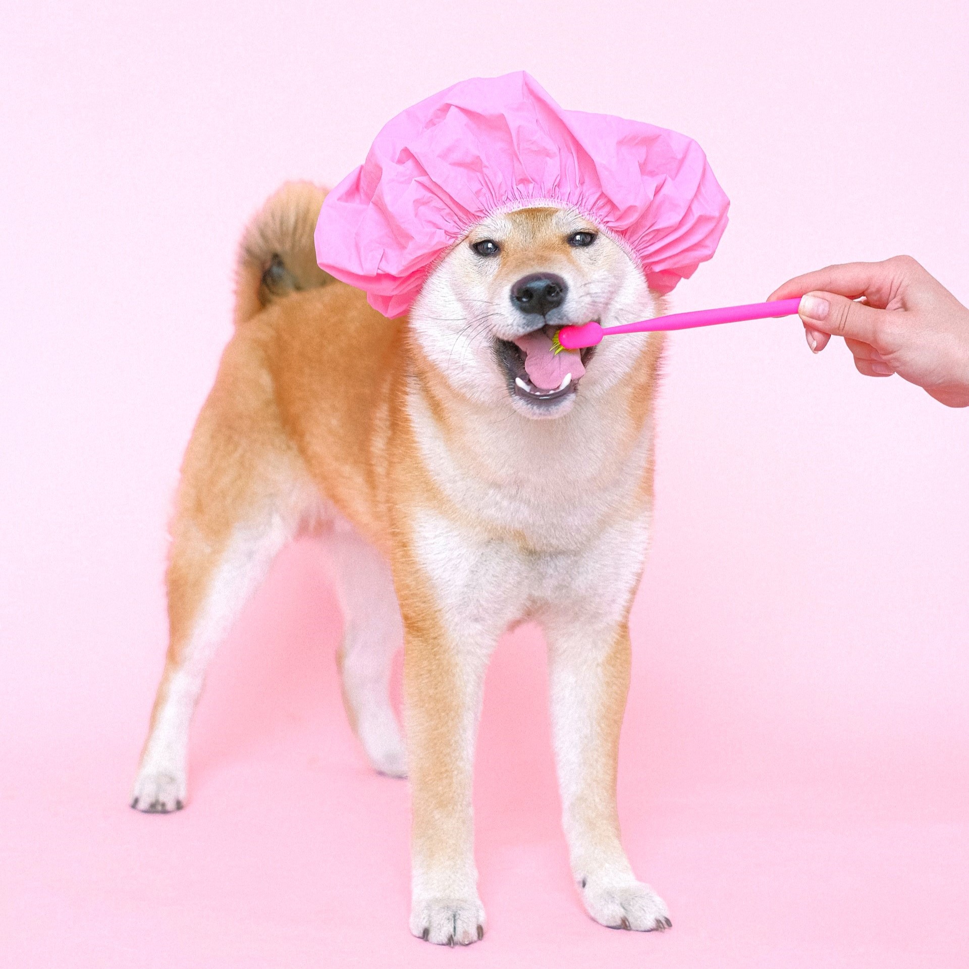 verzorgen hond