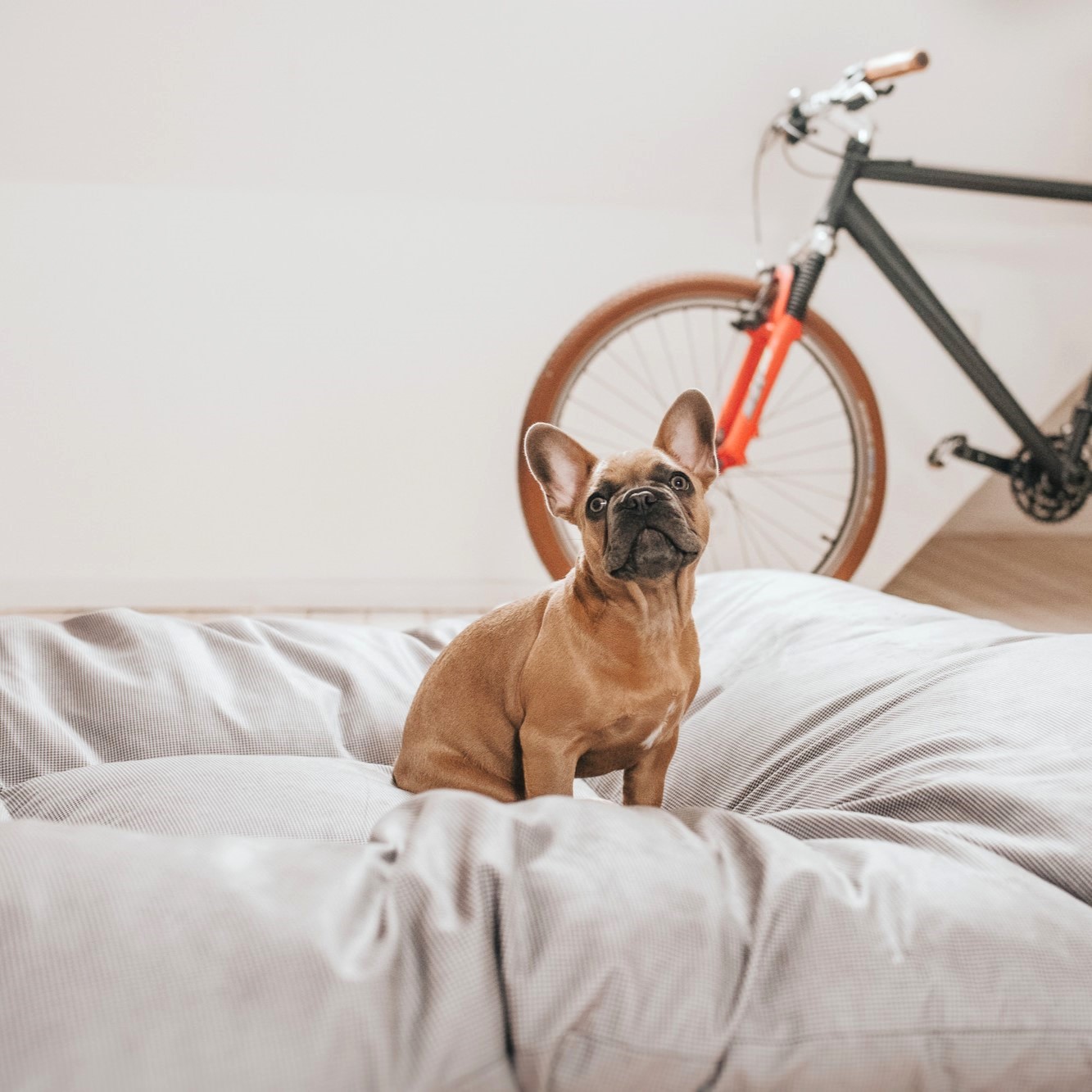 Hondenkussen Groot XXL (175 x 145 CM) 8 Hondenkussen Groot XXL (175 x 145 CM) - Afbeelding 8