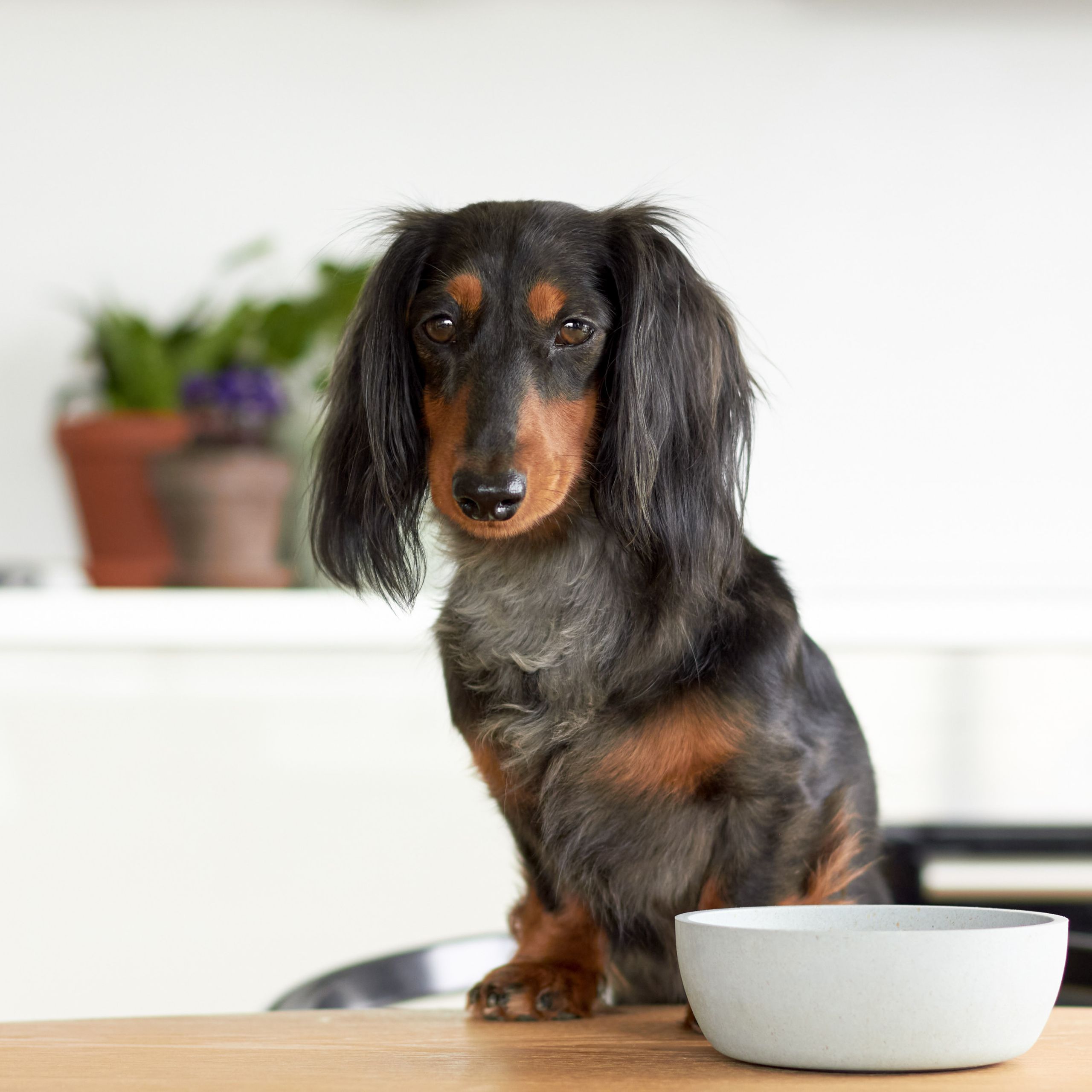 Voerbak BAMBOO Crème 6 Voerbak BAMBOO Crème - Afbeelding 6