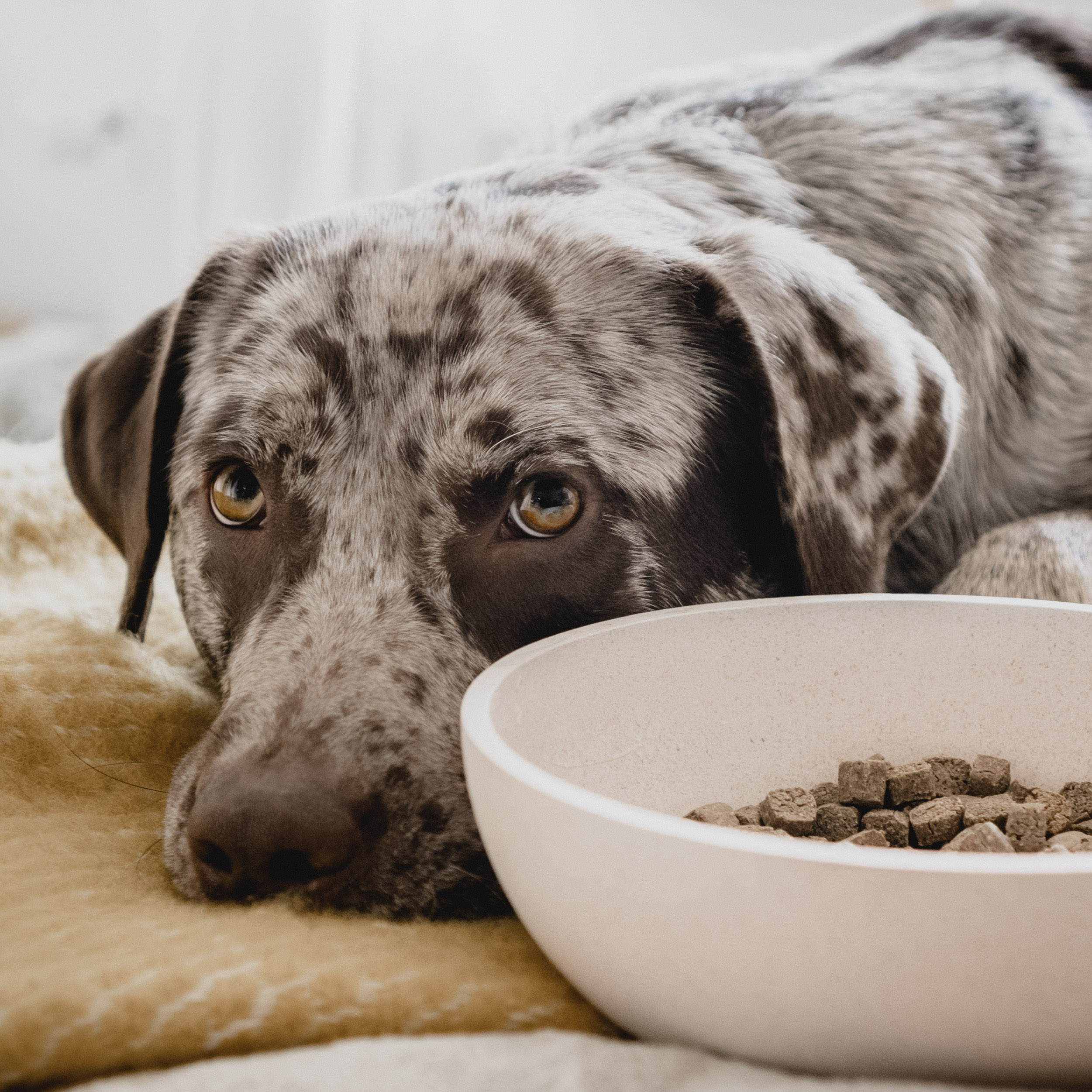 Voerbak BAMBOO Crème 5 Voerbak BAMBOO Crème - Afbeelding 5