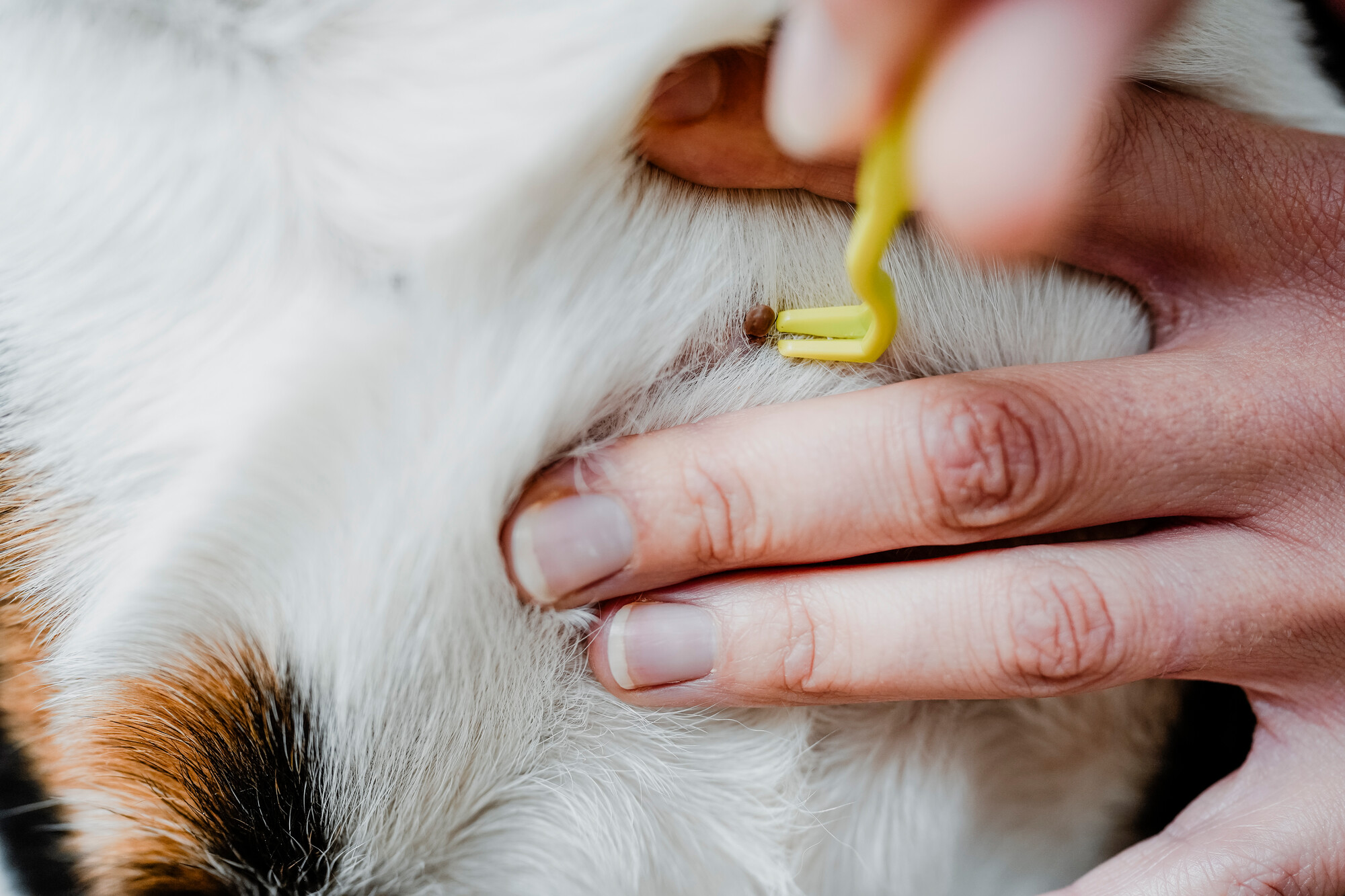 Tekenhaak Set (2 stuks) 6 Tekenhaak Set (2 stuks) - Afbeelding 6