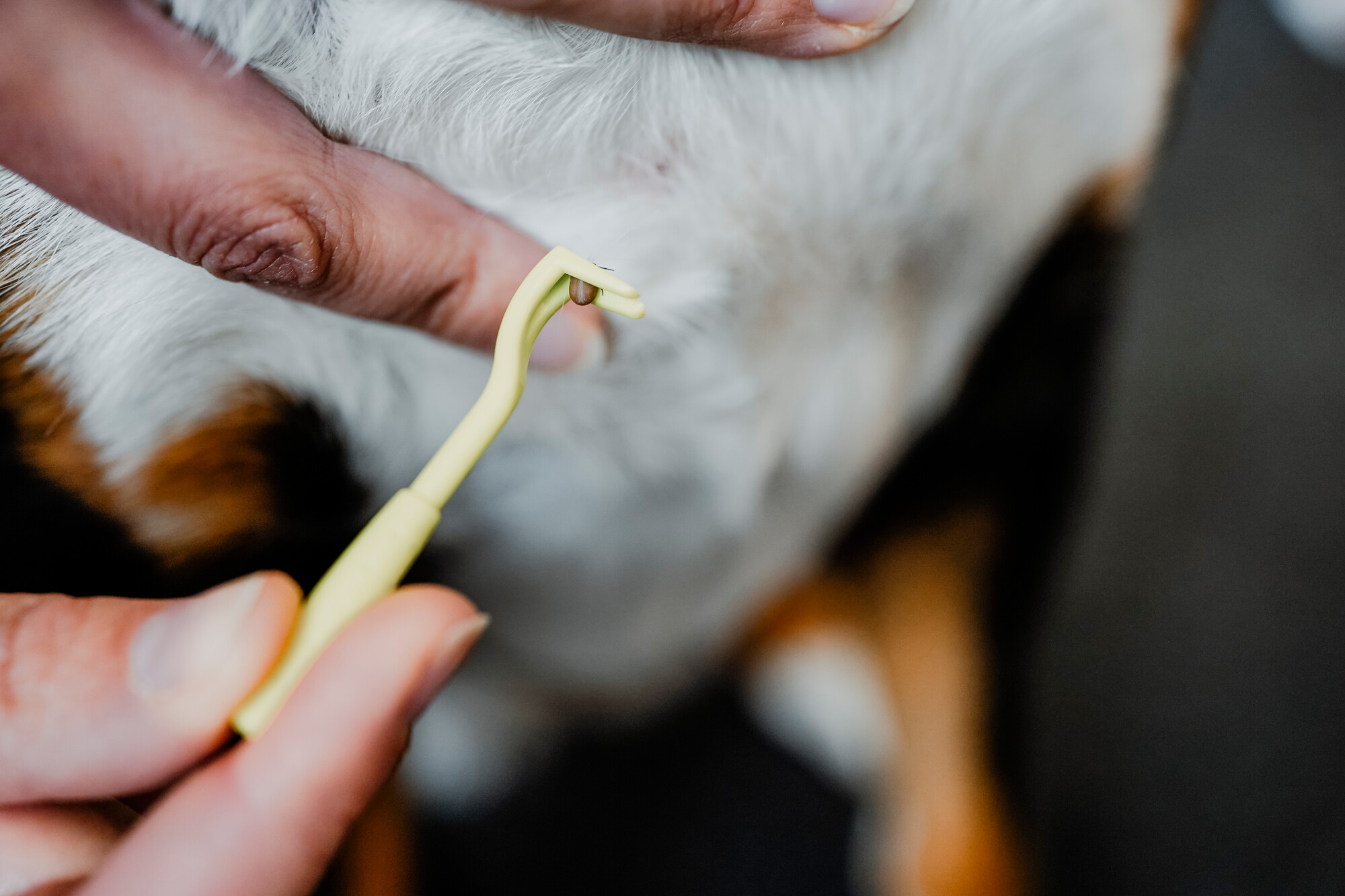 Tekenhaak Set (2 stuks) 8 Tekenhaak Set (2 stuks) - Afbeelding 8