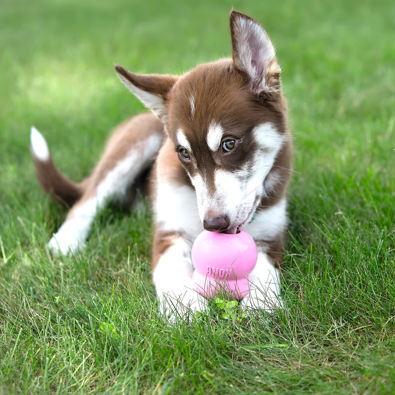 KONG Puppy 3 KONG Puppy - Afbeelding 3