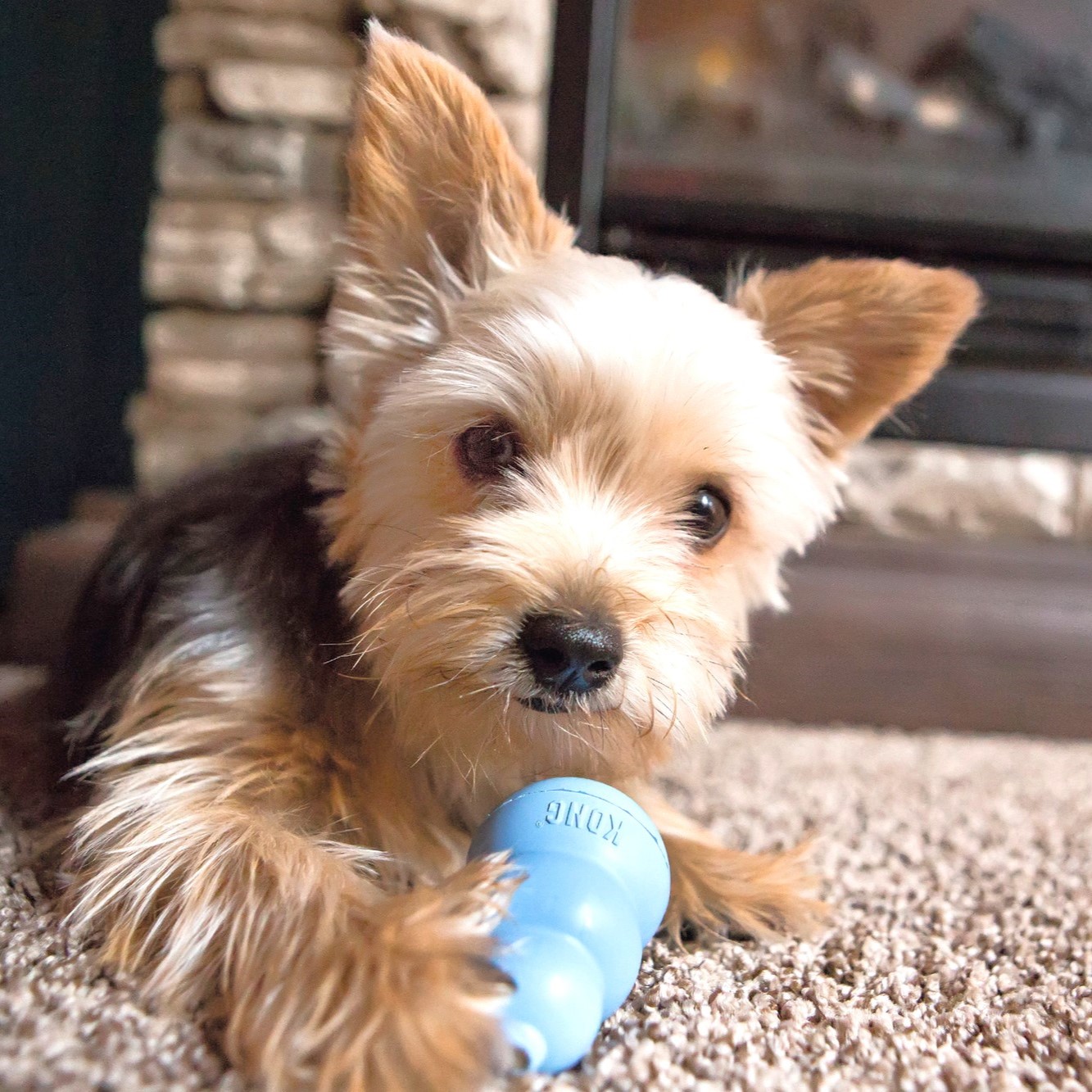 KONG Puppy 2 KONG Puppy - Afbeelding 2