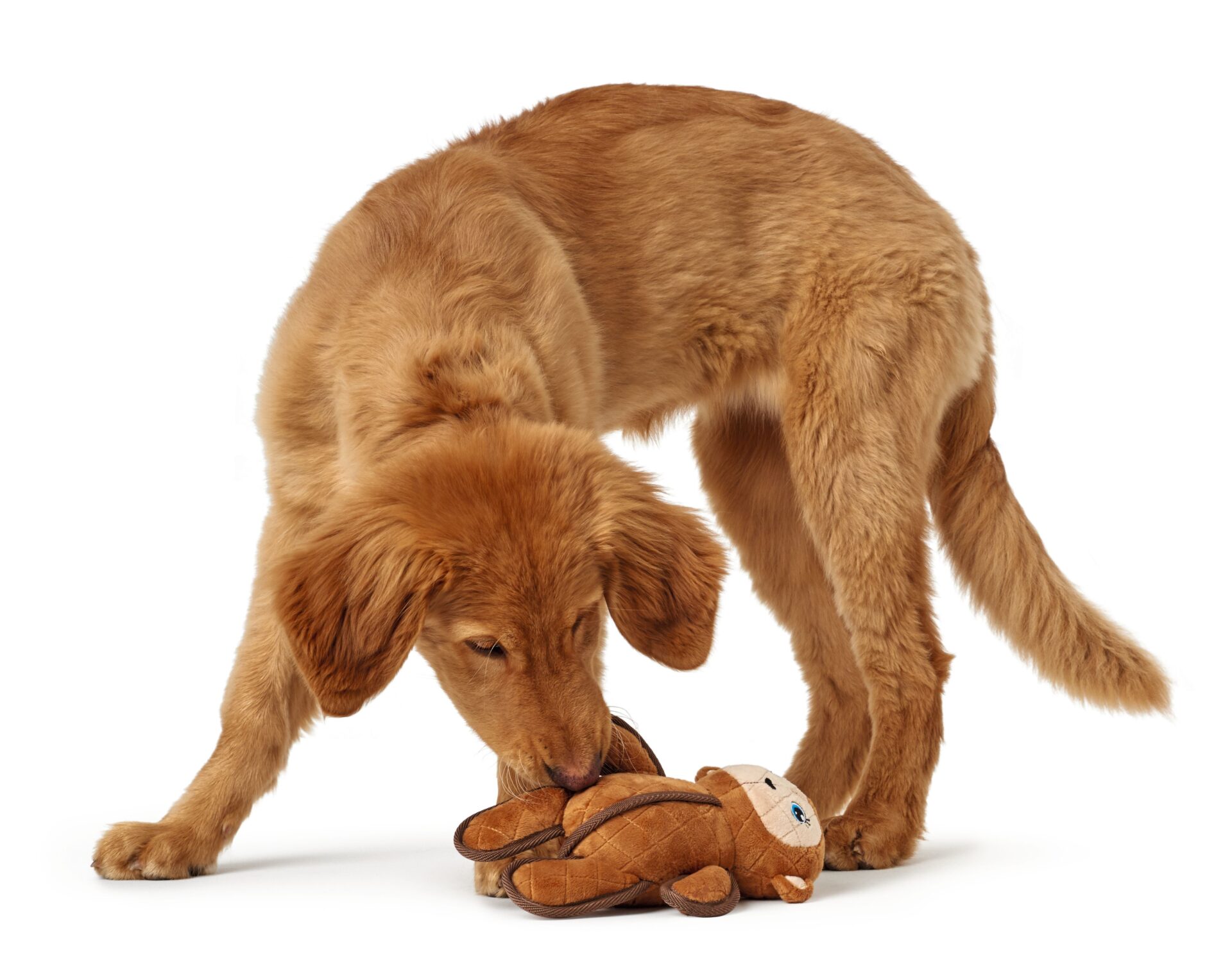 Hondenknuffel Sterke Aap 2 Hondenknuffel Sterke Aap - Afbeelding 2