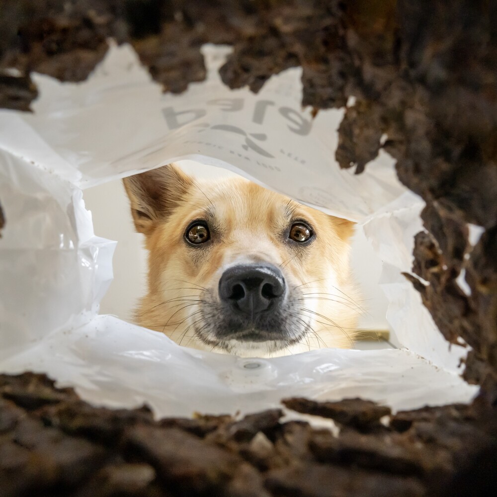 Pala - Gedroogd Vlees - Lam & Haring 11 Pala - Gedroogd Vlees - Lam & Haring - Afbeelding 11