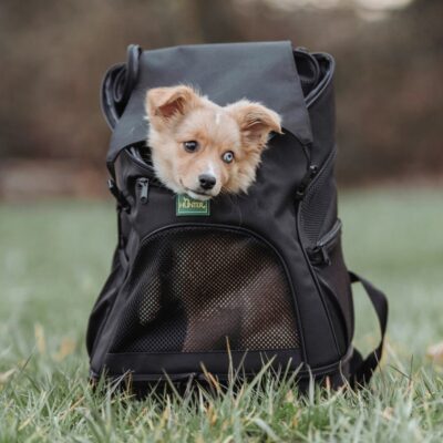 hondenrugzak en vliegtas