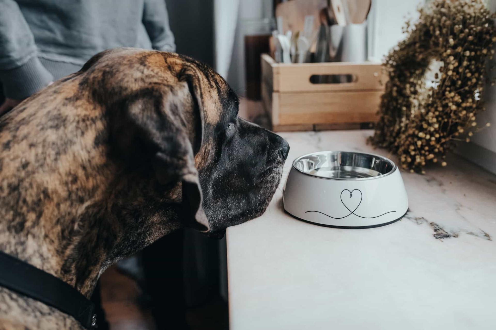 Melamine Voerbak Valencia 5 Melamine Voerbak Valencia - Afbeelding 5