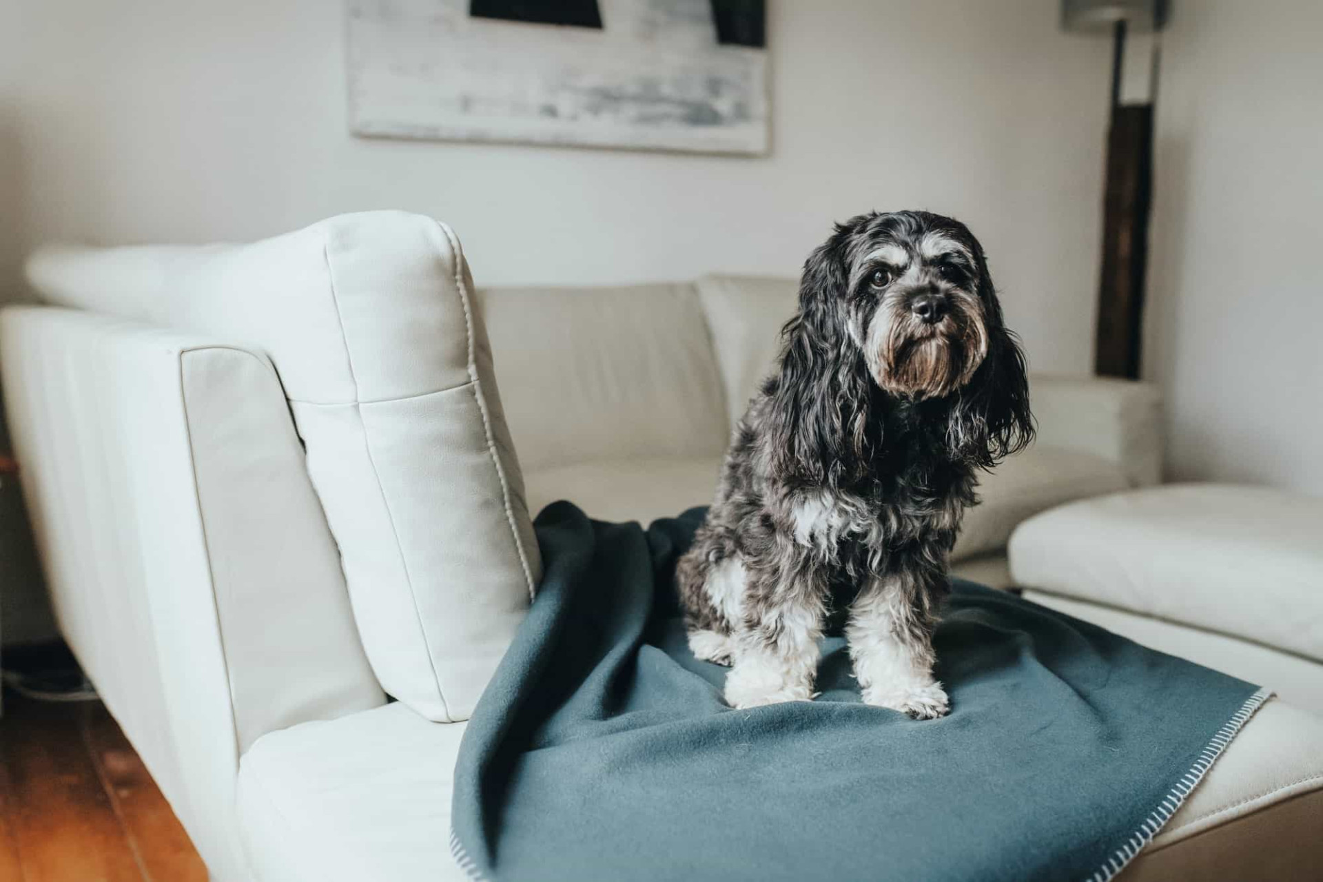 Fleece Hondendeken Antraciet 5 Fleece Hondendeken Antraciet - Afbeelding 5