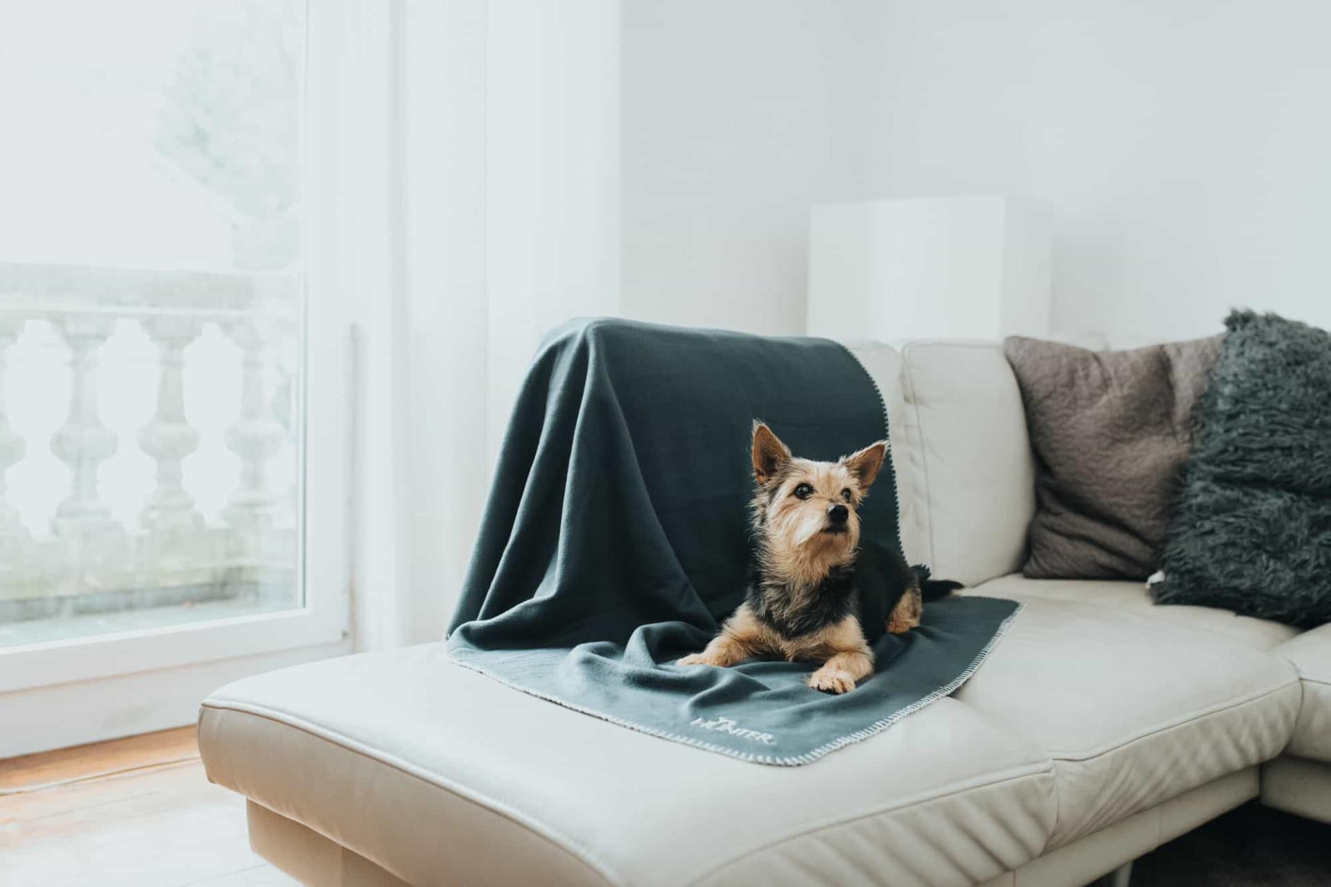 Fleece Hondendeken Antraciet 3 Fleece Hondendeken Antraciet - Afbeelding 3