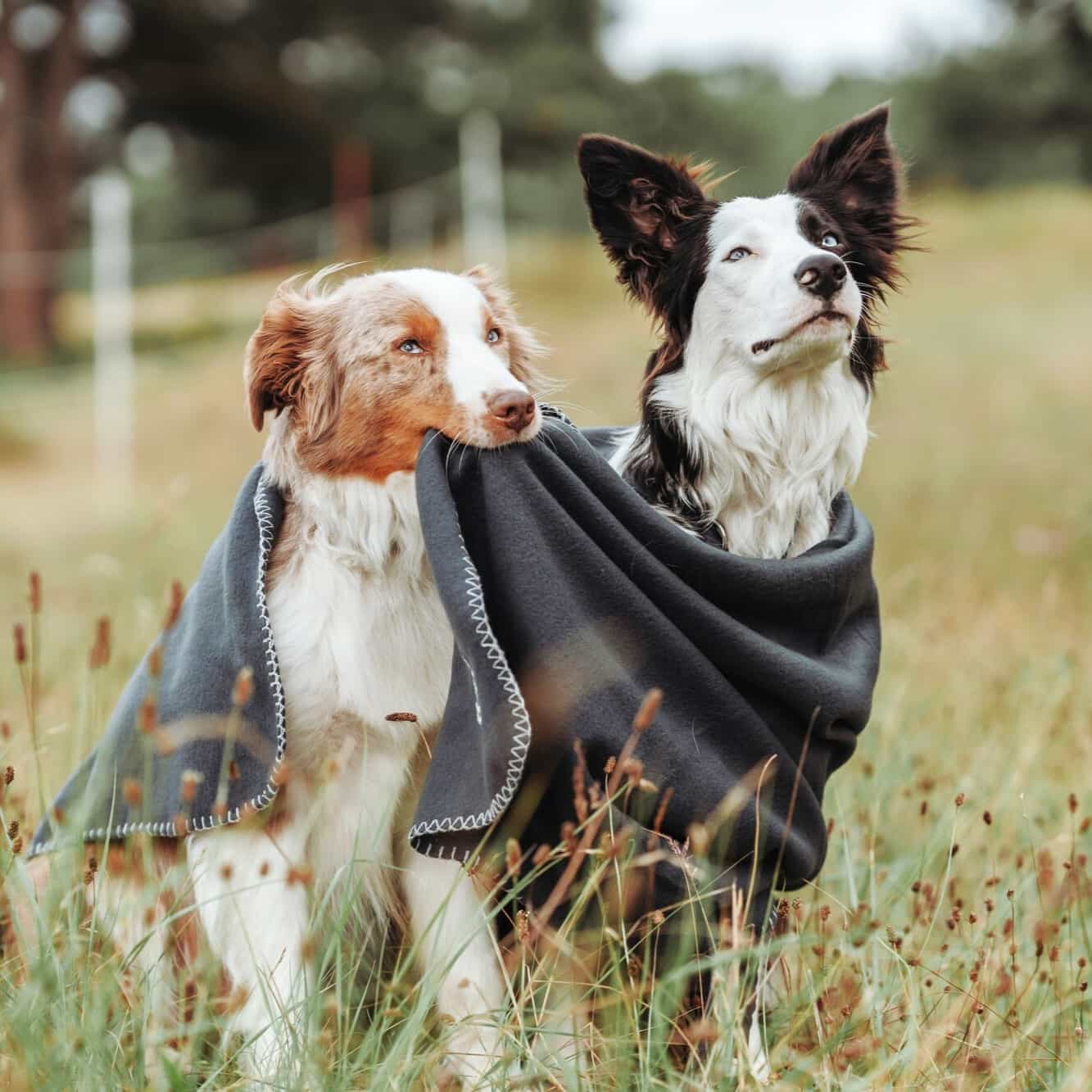 Fleece Hondendeken Antraciet 2 Fleece Hondendeken Antraciet - Afbeelding 2