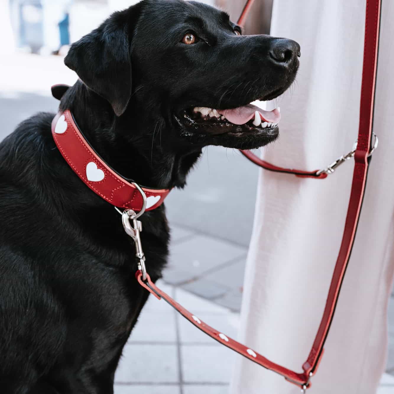 Leren Hondenriem Liefde 5 Leren Hondenriem Liefde - Afbeelding 5