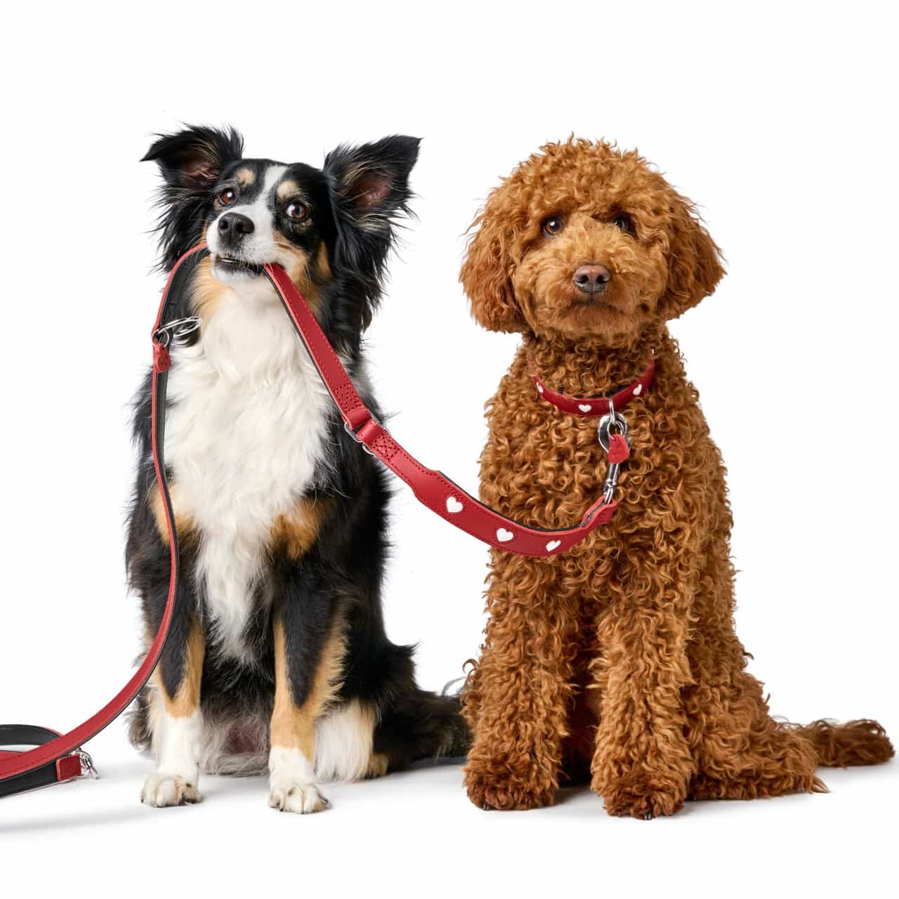 Leren Hondenriem Liefde 2 Leren Hondenriem Liefde - Afbeelding 2