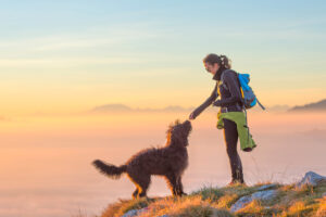 met hond op vakantie