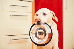 wat mag een hond niet eten