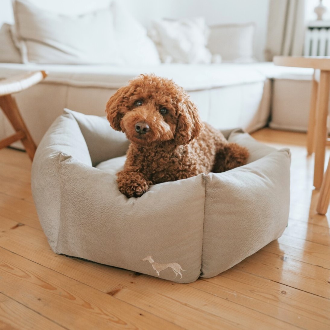 slapen hond