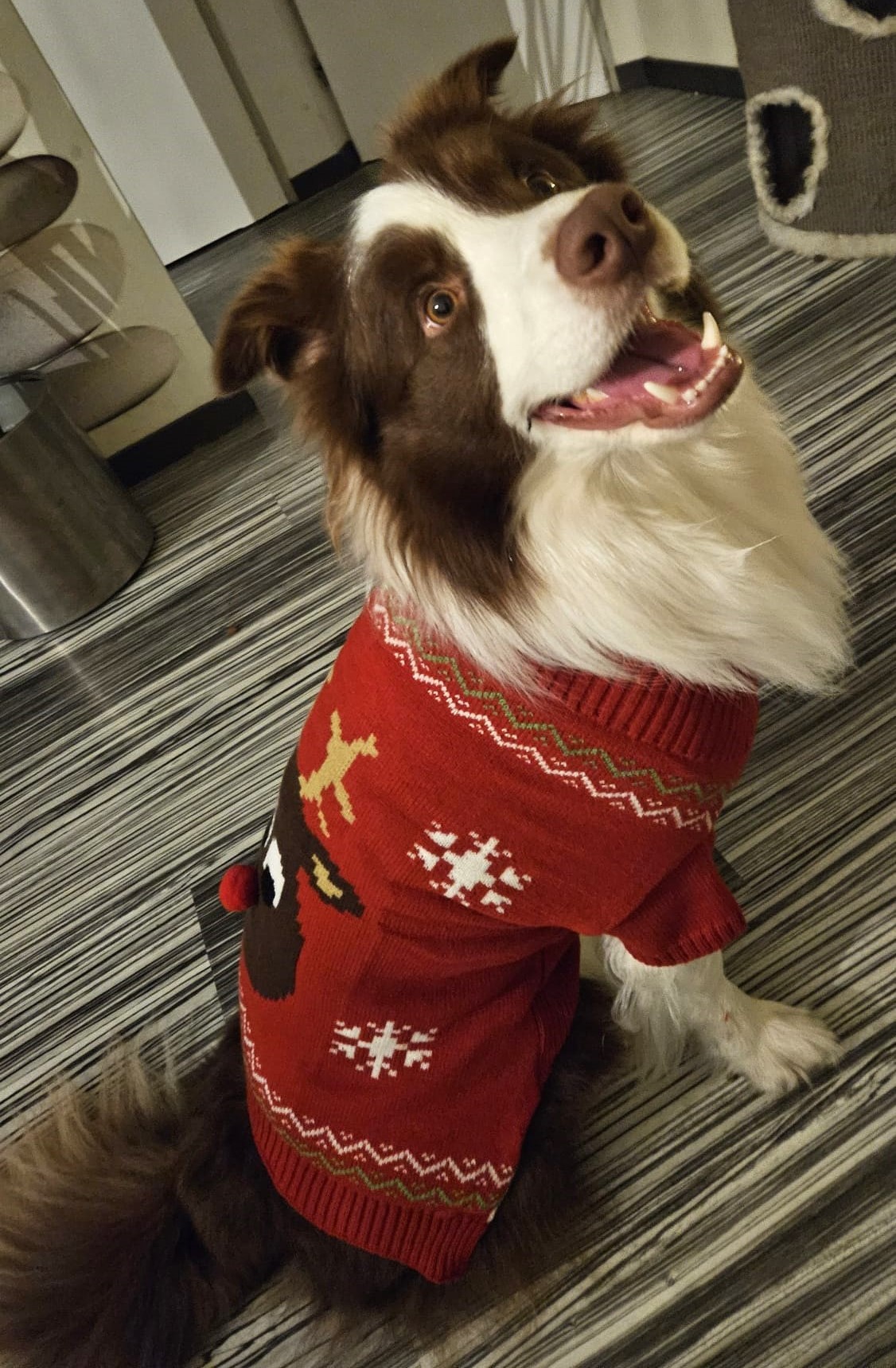 Kersttrui Hond Eland 2 Kersttrui Hond Eland - Afbeelding 2