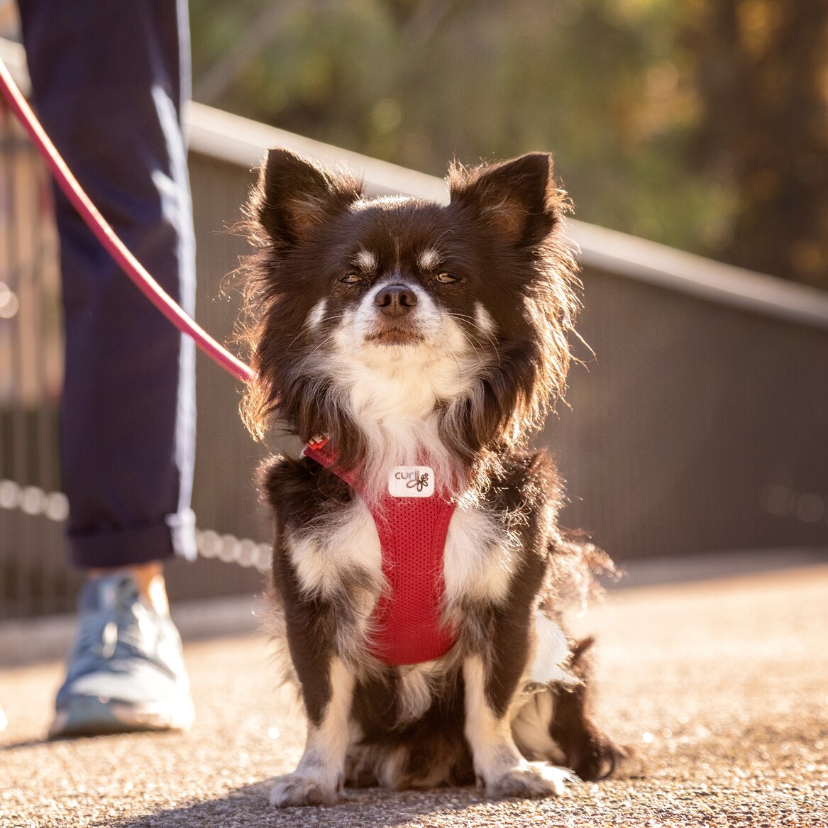 Curli Tuigje Air-Mesh Rood 3 Curli Tuigje Air-Mesh Rood - Afbeelding 3