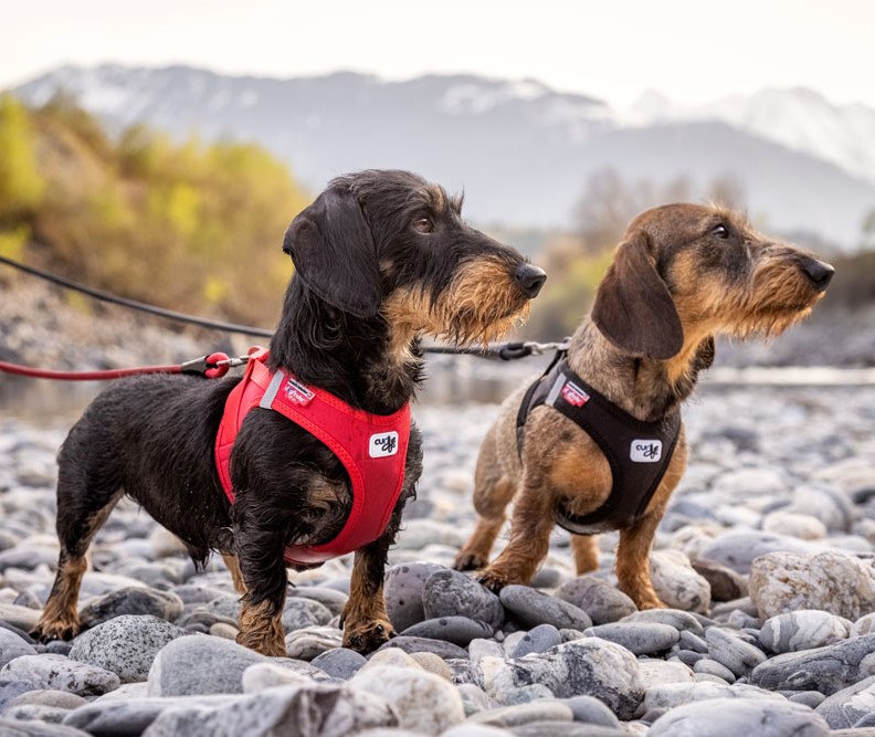 Curli Tuigje Air-Mesh Rood 5 Curli Tuigje Air-Mesh Rood - Afbeelding 5