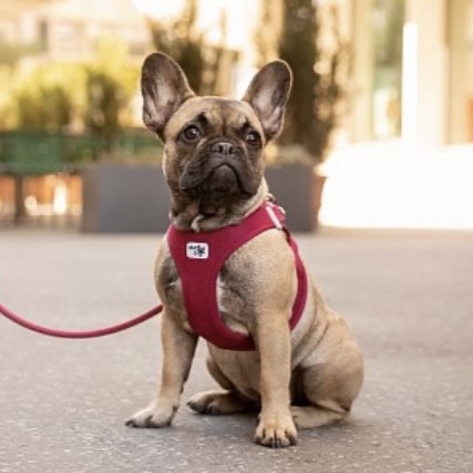 Curli Tuigje Air-Mesh Rood 9 Curli Tuigje Air-Mesh Rood - Afbeelding 9