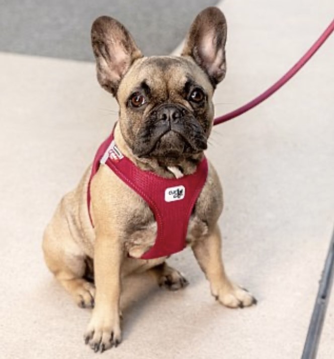 Curli Tuigje Air-Mesh Rood 8 Curli Tuigje Air-Mesh Rood - Afbeelding 8