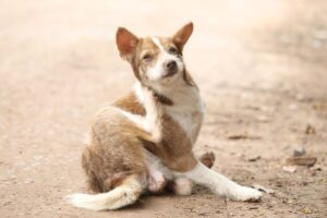 vlooien en teken hond