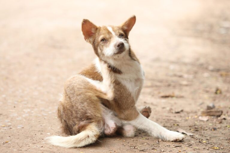 vlooien en teken hond
