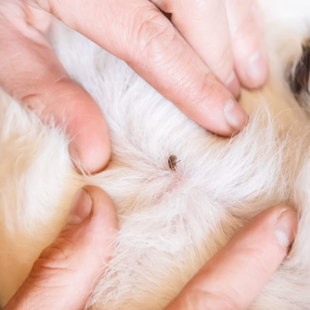 AdobeStock 257654803 kopie