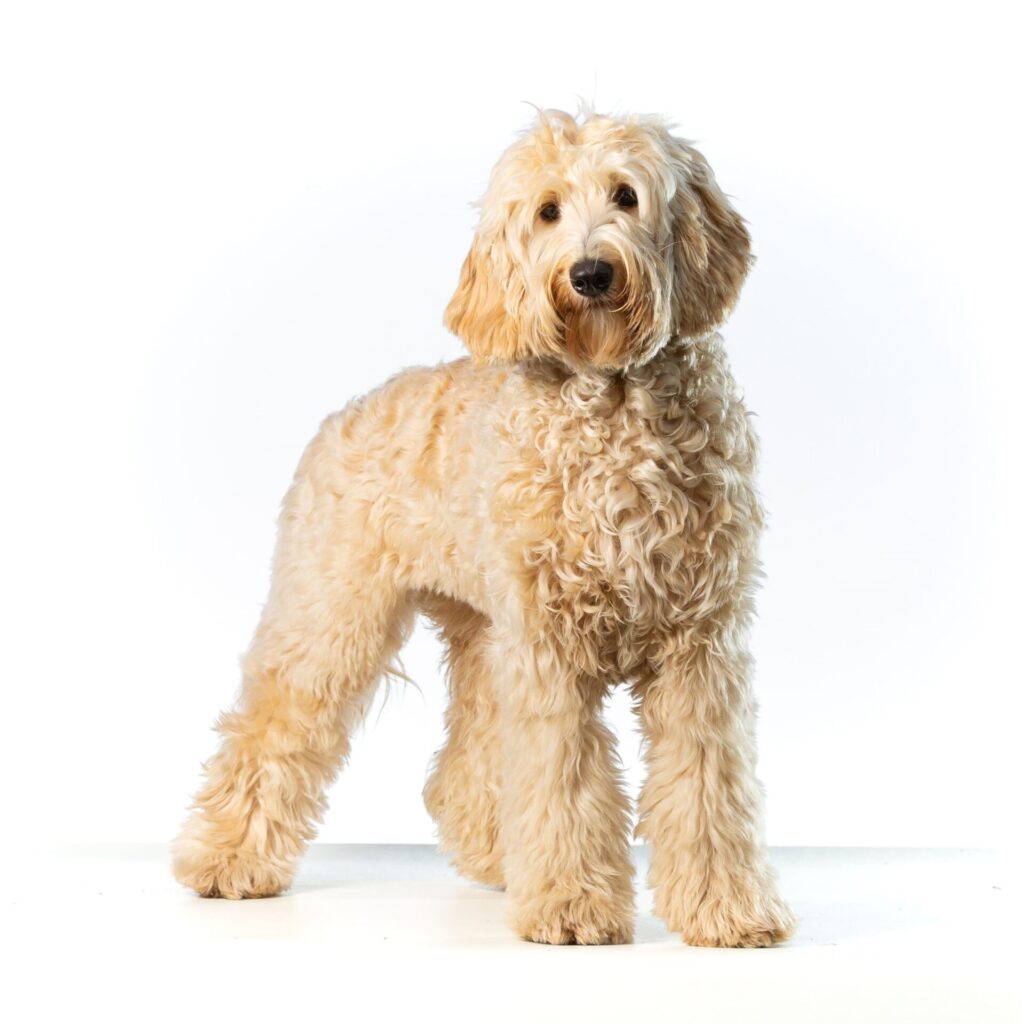 AdobeStock 426042160 gecomprimeerd kopie kopie