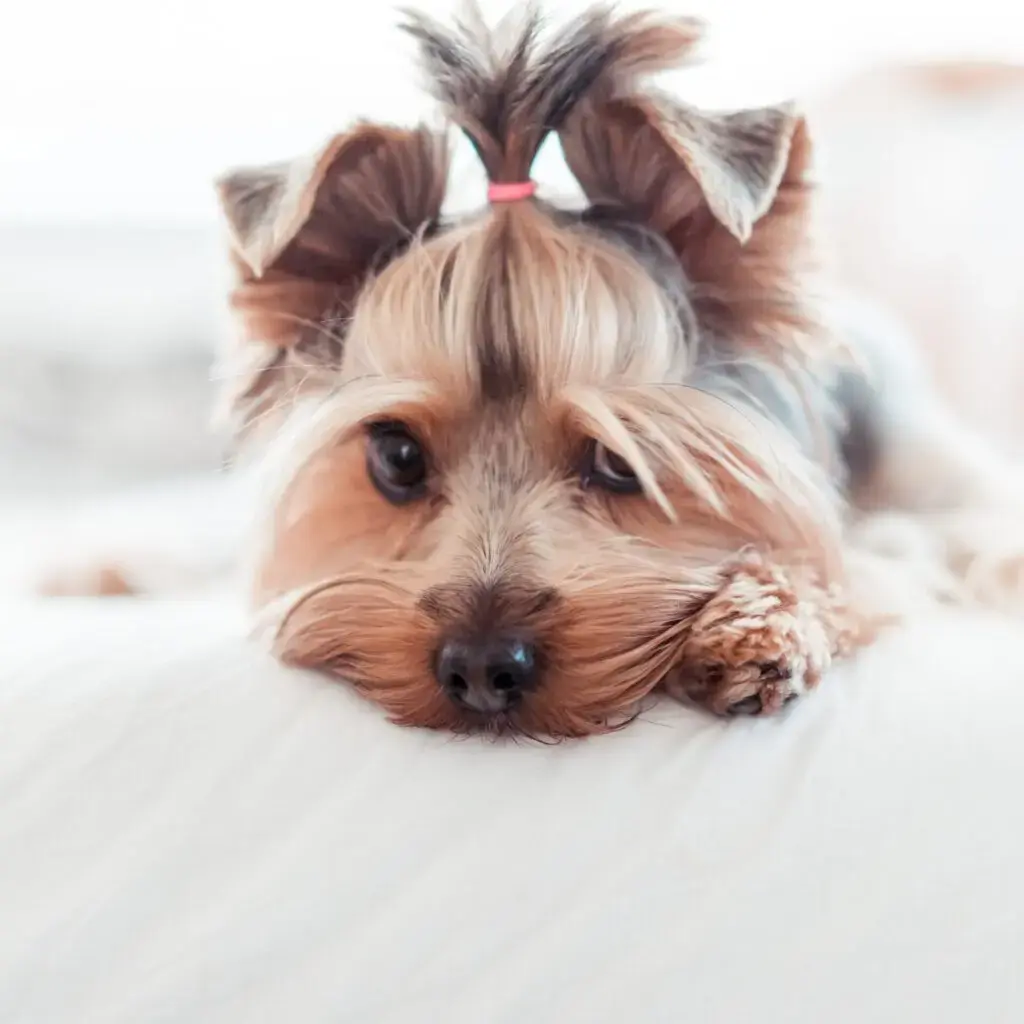 adorable yorkshire terrier puppy innocent look in bed picjumbo com kopie 1024x1024 1