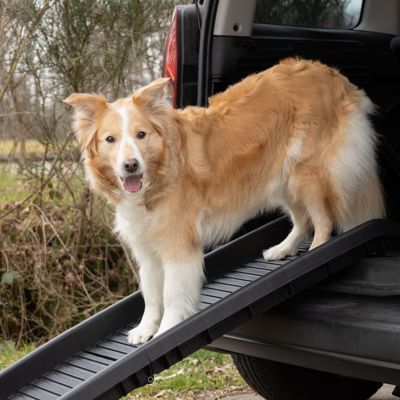 Loopplank Hond Zwart 3 Loopplank Hond Zwart - Afbeelding 3