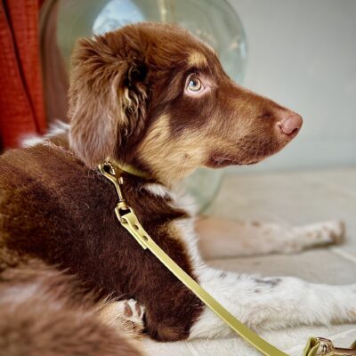 biothane hondenlijn groen