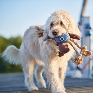 Hondenknuffel Kreeft