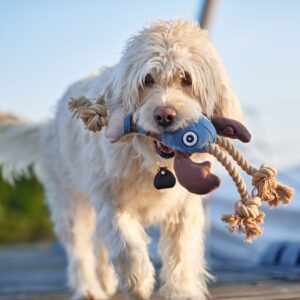 Hondenknuffel Kreeft