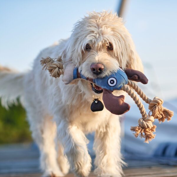 Hondenknuffel Kreeft