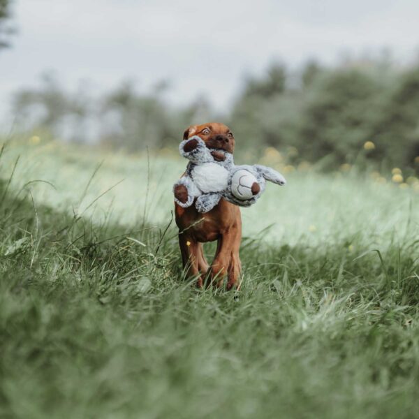 Hondenknuffel Bello