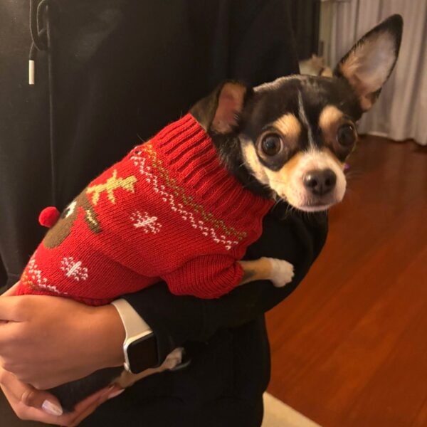 Kersttrui Hond Eland