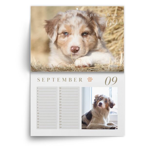 Verjaardagskalender Australian Shepherd