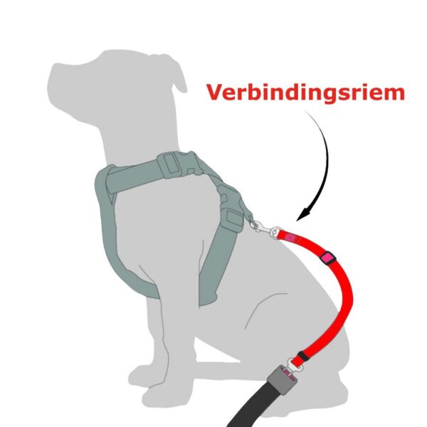 Autogordel Hond
