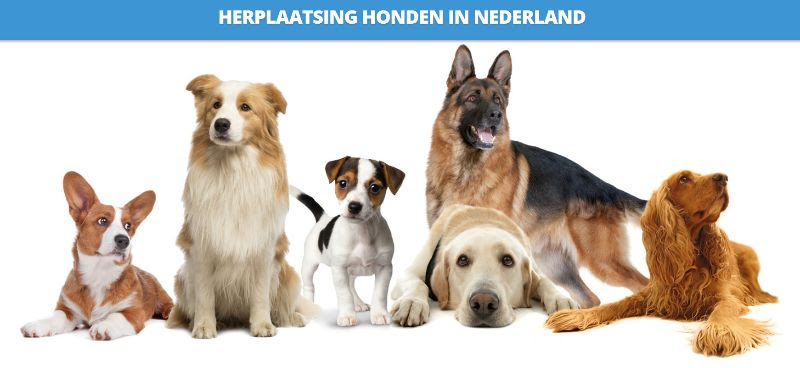 Herplaatsing Honden in Nederland (HHIN)