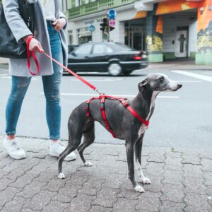 veiligheid hond