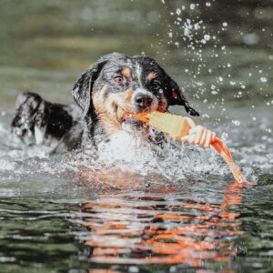 Waterspeelgoed Hondenbot Oranje