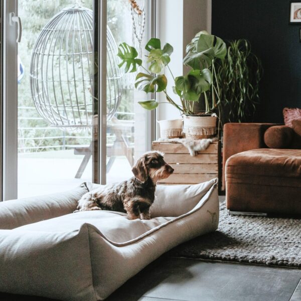 Orthopedische Hondenmand Buddy Taupe