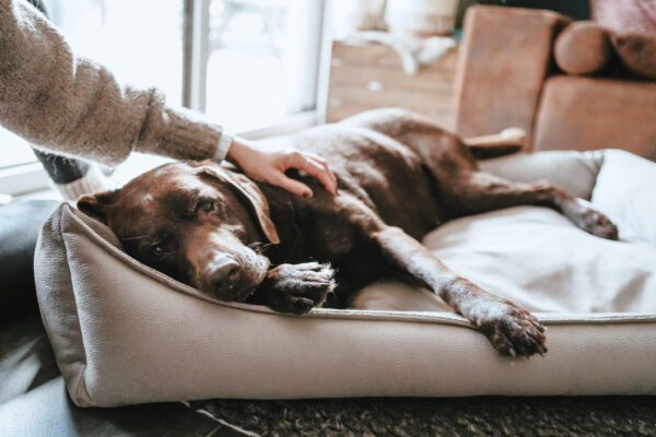 Orthopedische Hondenmand Buddy Taupe