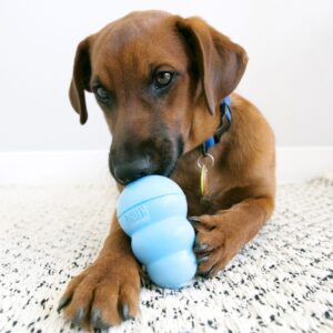 KONG Puppy