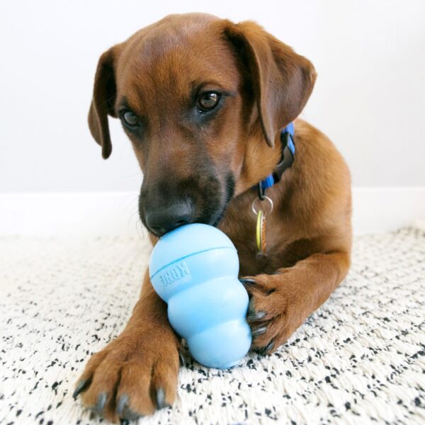 KONG Puppy