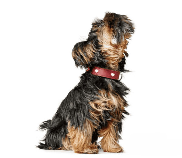 Leren Halsband Hond Liefde