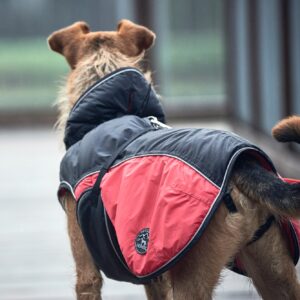 Hondenjas Antraciet/Rood