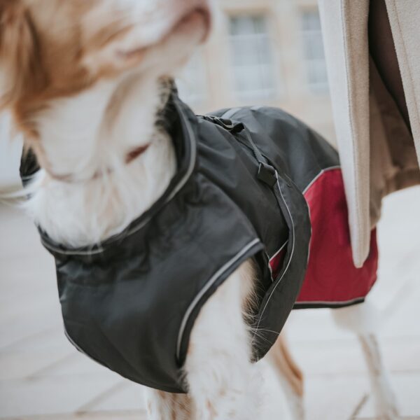 Hondenjas Antraciet/Rood