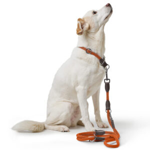 Handsfree Hondenriem Oranje
